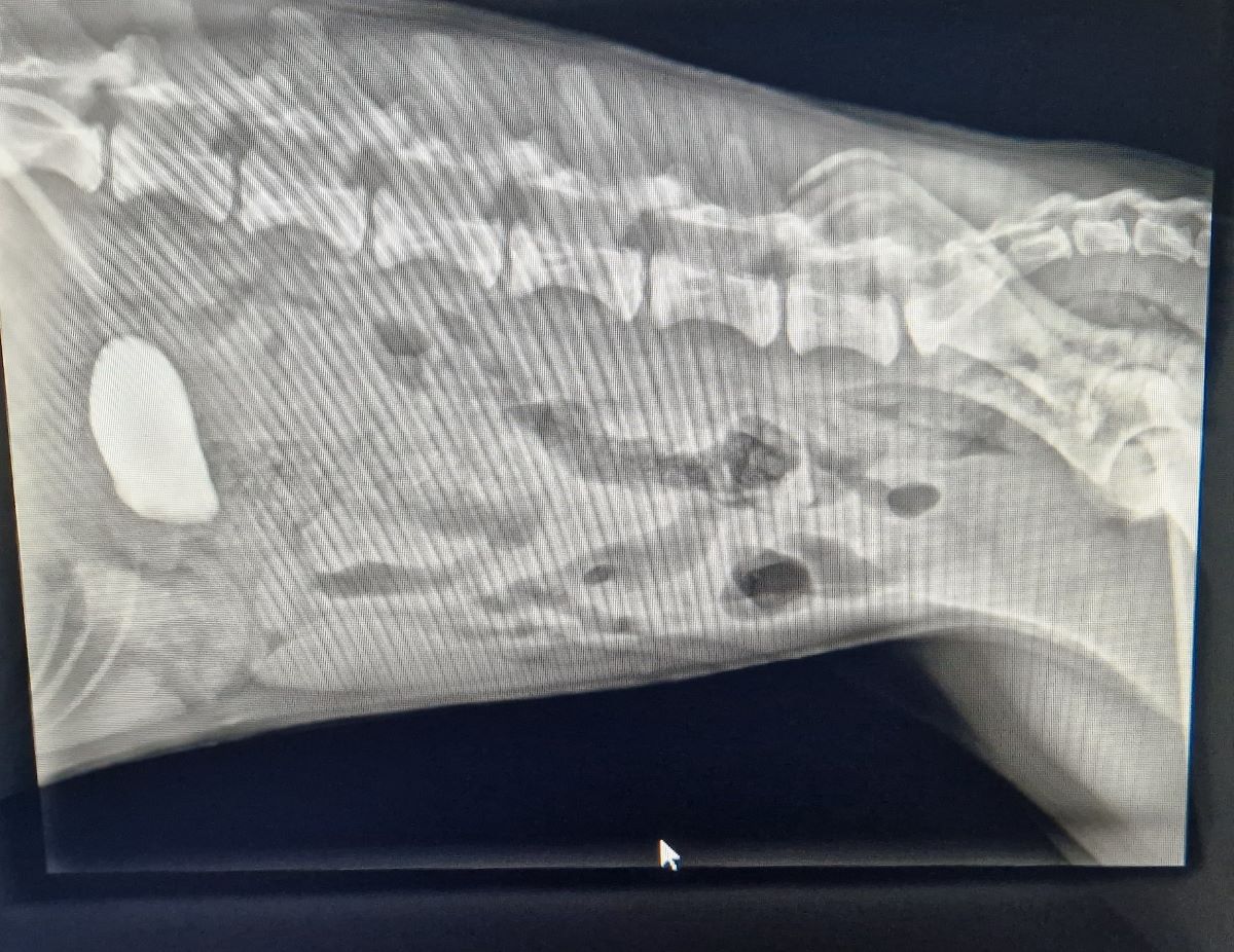 xray yak chew